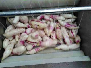 土豆红薯毛辊清洗机 莲藕大姜毛刷清洗去皮设备
